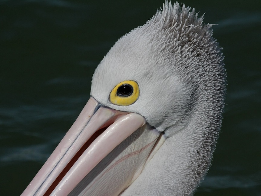 Close up of a pelican's eye and bill