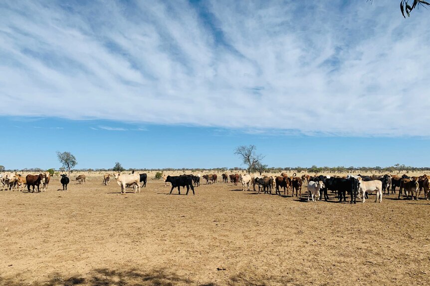 Cattle in a holding pen at Barcaldine