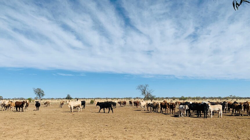 Cattle in a holding pen at Barcaldine