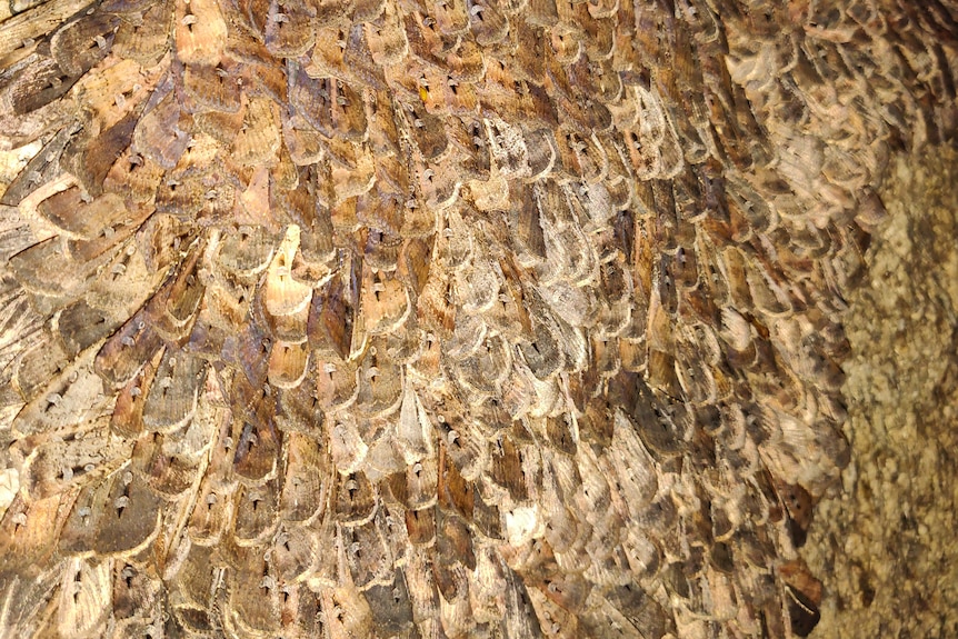 Close up of hundreds of overlapping moths wings on a cave wall in shades of brown, lit by a flash