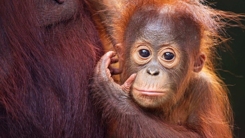 Portrait of a baby orangutan clinging to his mother in Borneo.