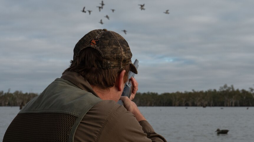 Duck hunting season begins in Victoria despite inquiry recommending it be  outlawed - ABC News