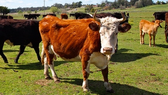 Malnourished cow on Richmond property