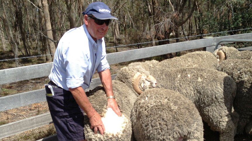 A man opens the coat of a merino ewe, exposing a large clean white circle of fleece