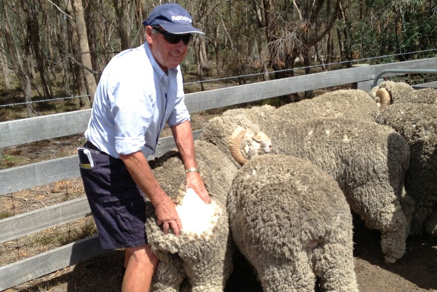 A man opens the coat of a merino ewe, exposing a large clean white circle of fleece