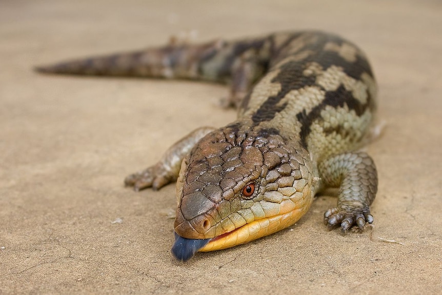 Blotched blue-tongued lizard found in Austin's Ferry, Tasmania.