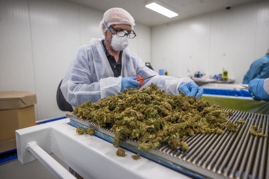 A worker in protective suit and mask holds a pair of scissors above harvested cannabis.