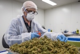 A worker in protective suit and mask holds a pair of scissors above harvested cannabis.