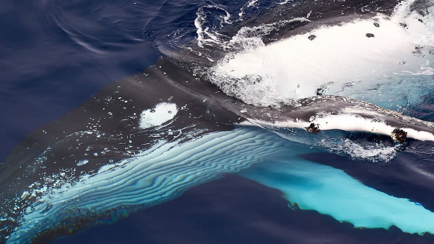 A humpback whale on its side, breaking the surface of the water