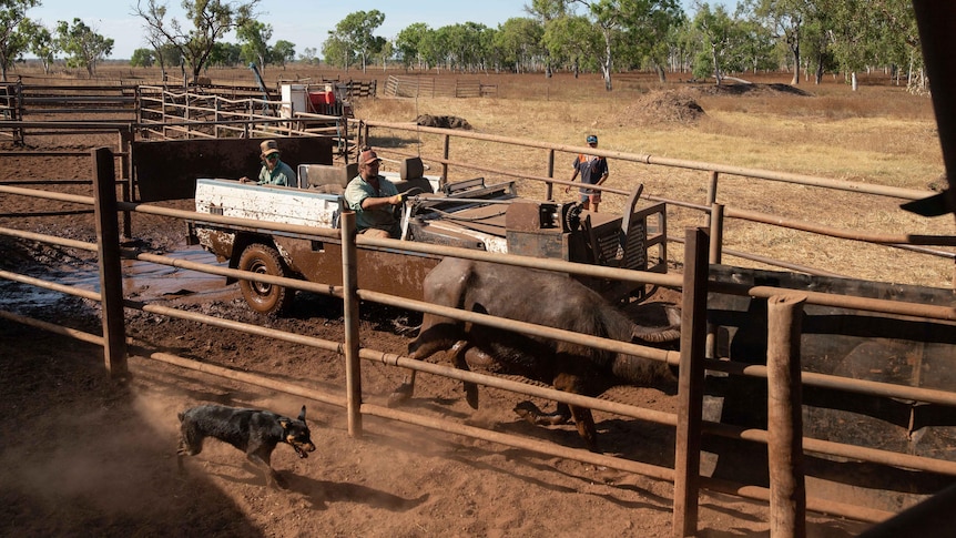 Two men in a muddy stripped-back jeep draft a buffalo through the narrow passage of a dusty stockyard.