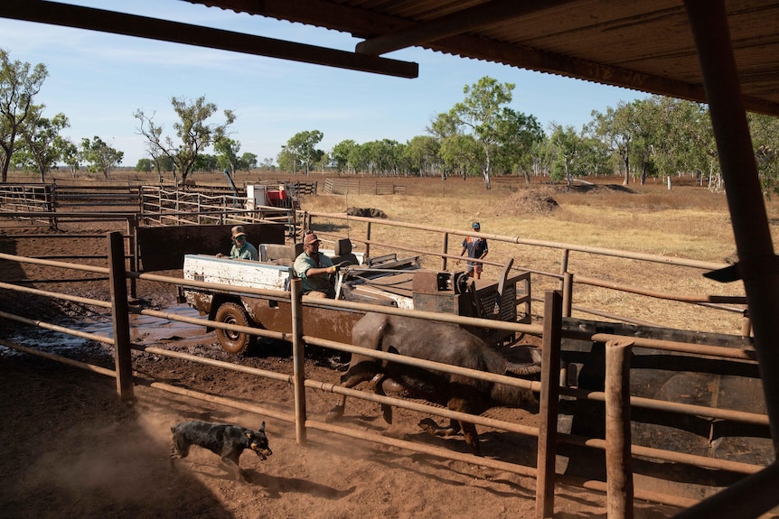 Two men in a muddy stripped-back jeep draft a buffalo through the narrow passage of a dusty stockyard.