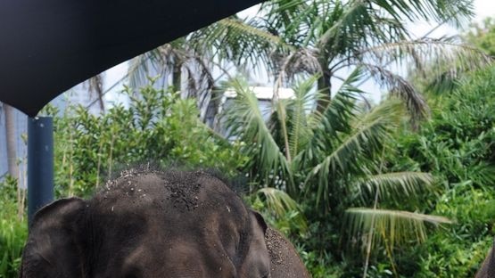 Elephant Porntip (left) at Taronga Zoo in Sydney after her calf died