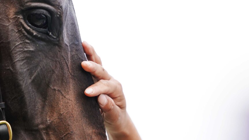 A close-up of a horse's face as it is patted after winning a race