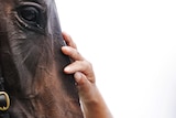 A close-up of a horse's face as it is patted after winning a race