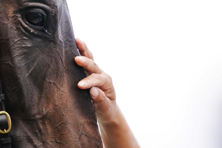 A close-up of a horse's face as it is patted after winning a race