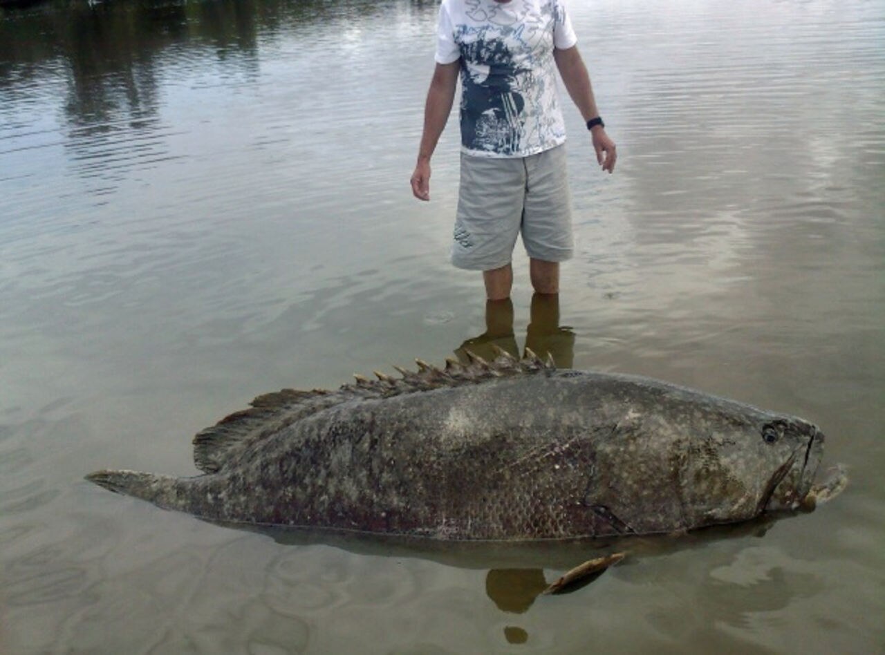 Giant Queensland groper on black market - ABC News