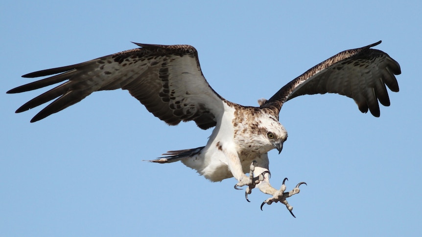 Osprey bird landing on a post.