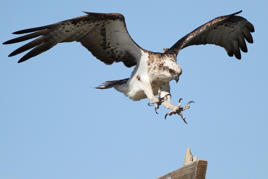Osprey bird landing on a post.