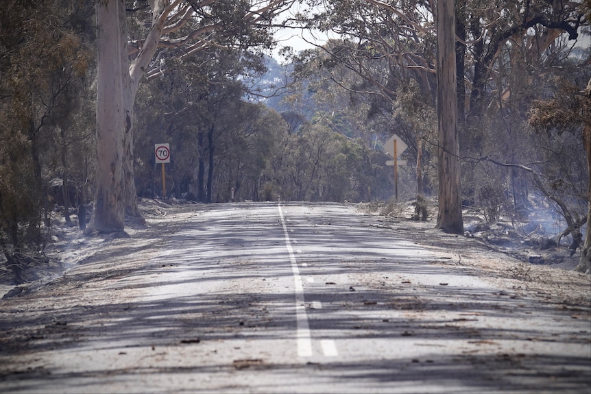 A straight road with branches and debris, surrounded by burnt out trees.