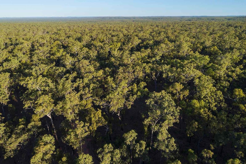 Woodland on a property at Cape York