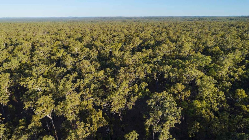 Woodland on a property at Cape York