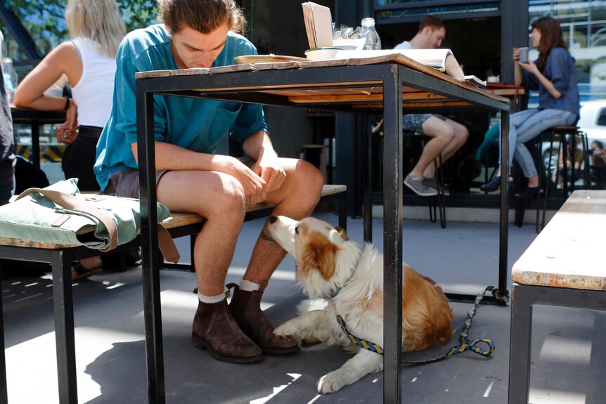 A man at a cafe with a dog under the table.