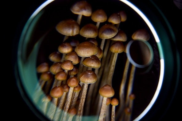 A bunch of mushroom heads underneath a magnifying glass.