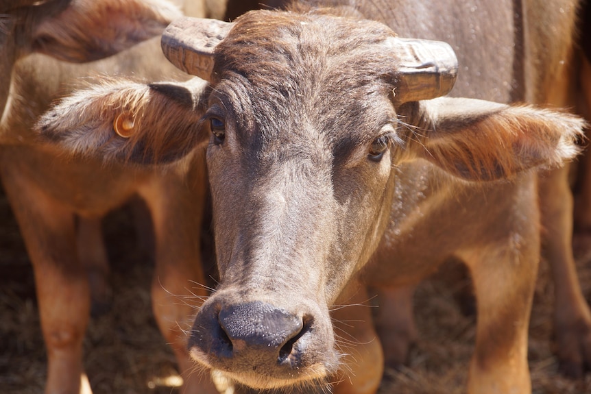 Image of a cow with an ear tag.