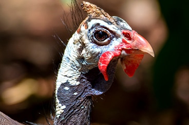 A close up of a guineafowl bird with blue leathery facial skin, an orange beak and red whiskers