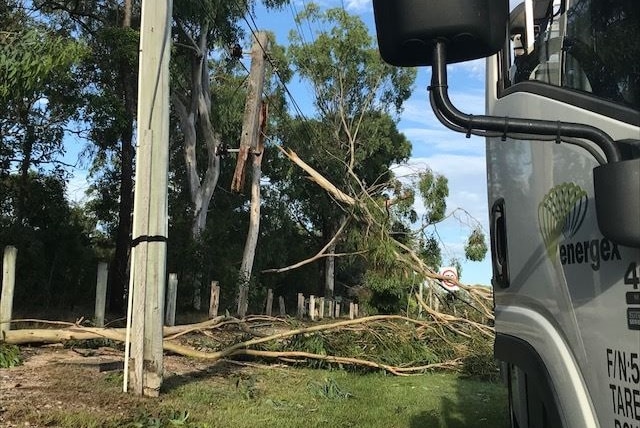 Fallen tree on power lines at Park Ridge, south of Brisbane