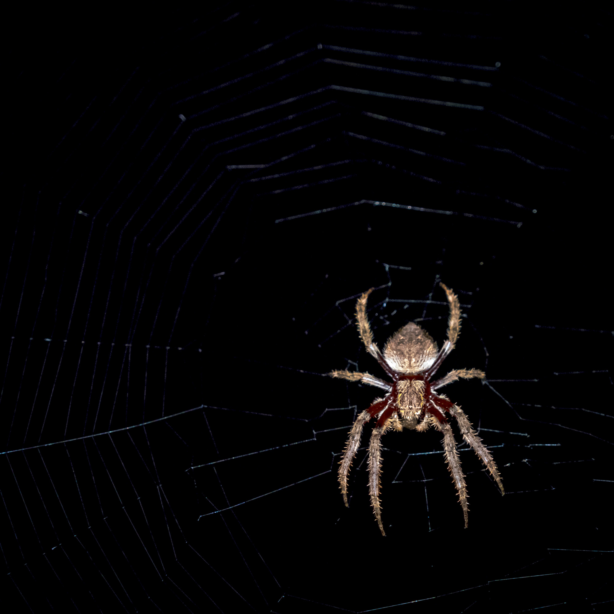 A spider on its web