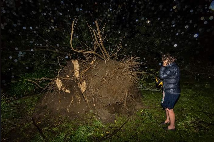 A person stands next to the base of an uprooted tree.