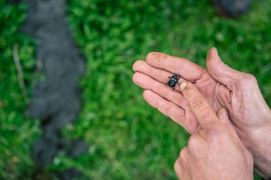 A dung beetle