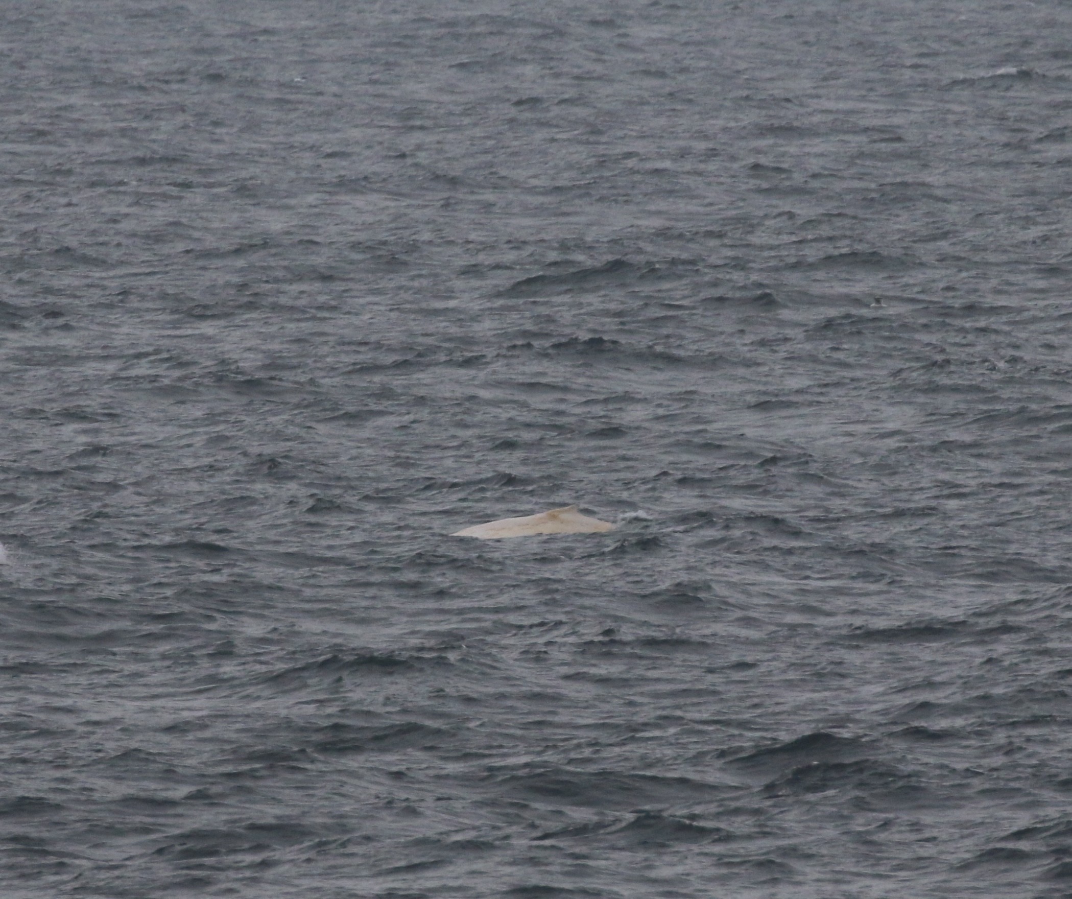 La cola de una ballena beluga fue reportada a ORRCA.
