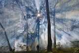 Wide shot of light through trees and smoke with silhouetted figure dwarfed by the forest