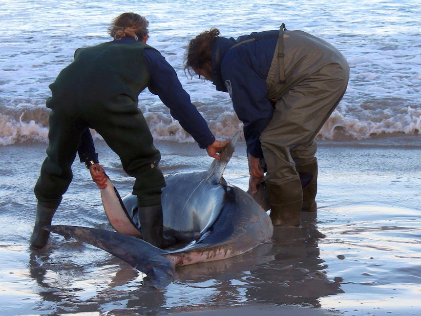 Rescuers with a shark at Port Fairy