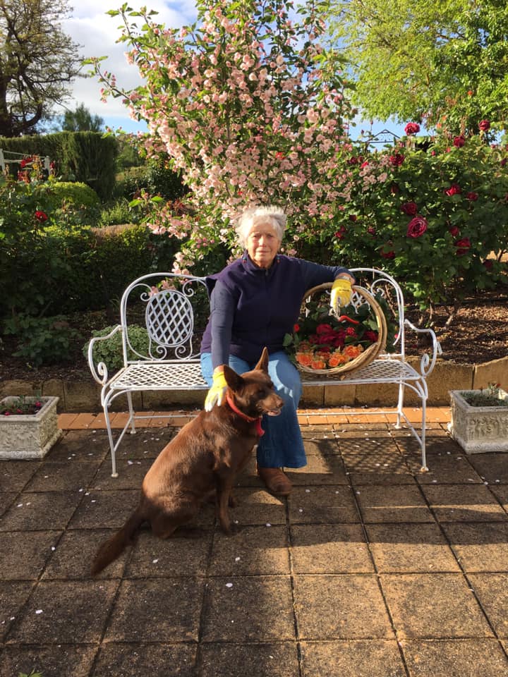 a woman with grey hair sits on a garden bench with a brown kelpie dog