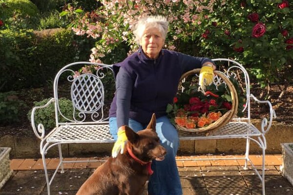 a woman with grey hair sits on a garden bench with a brown kelpie dog