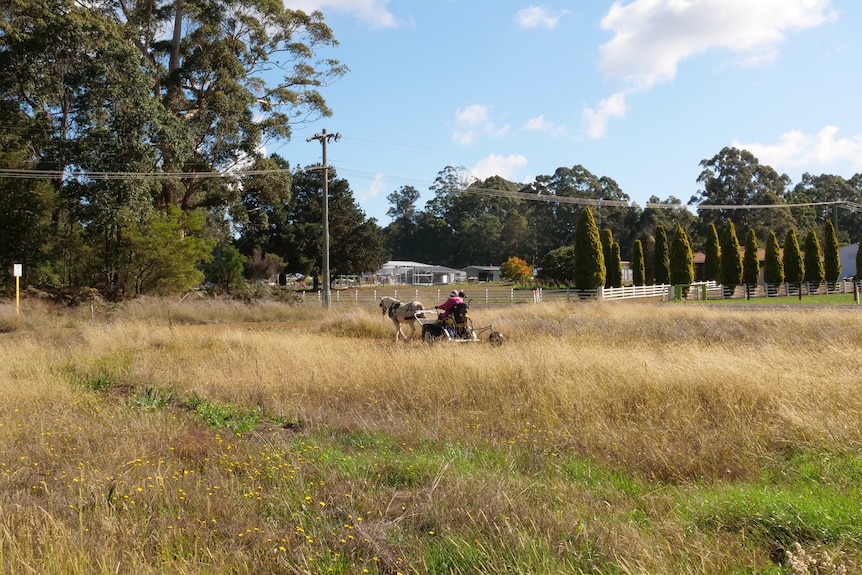 A woman rides through a field in a cart drawn by a horse.