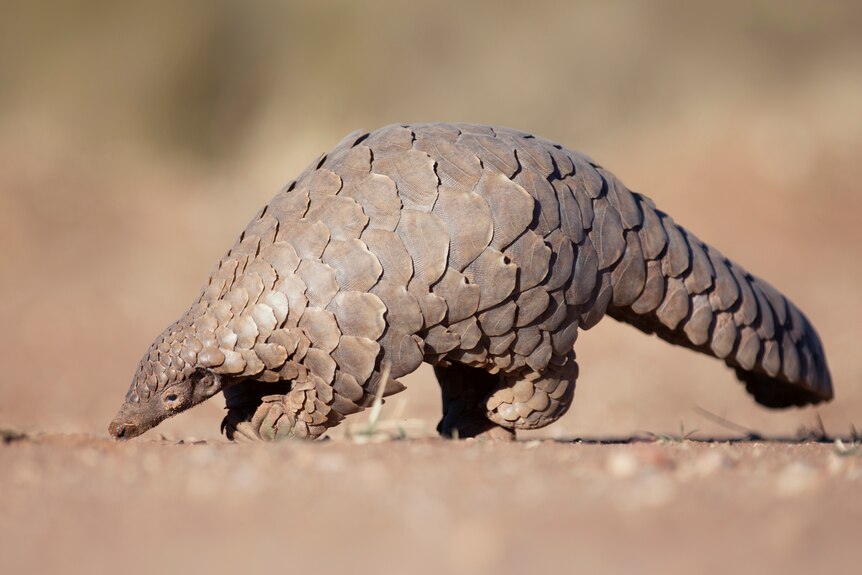 A small mammal covered in brown scales walking on dirt.