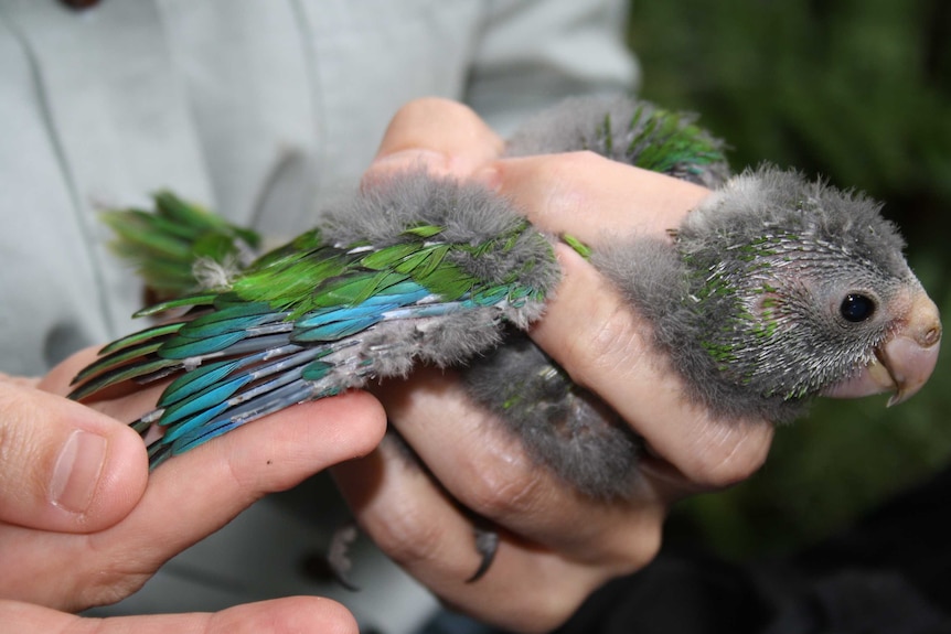 Green parrot Norfolk Island being measured