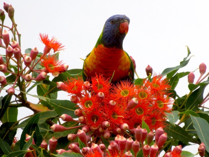 Colourful flower and bird