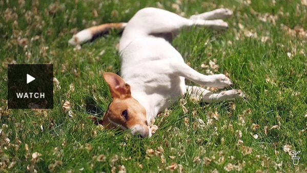 A dog lying on a lawn covered with flowers. Has Video.