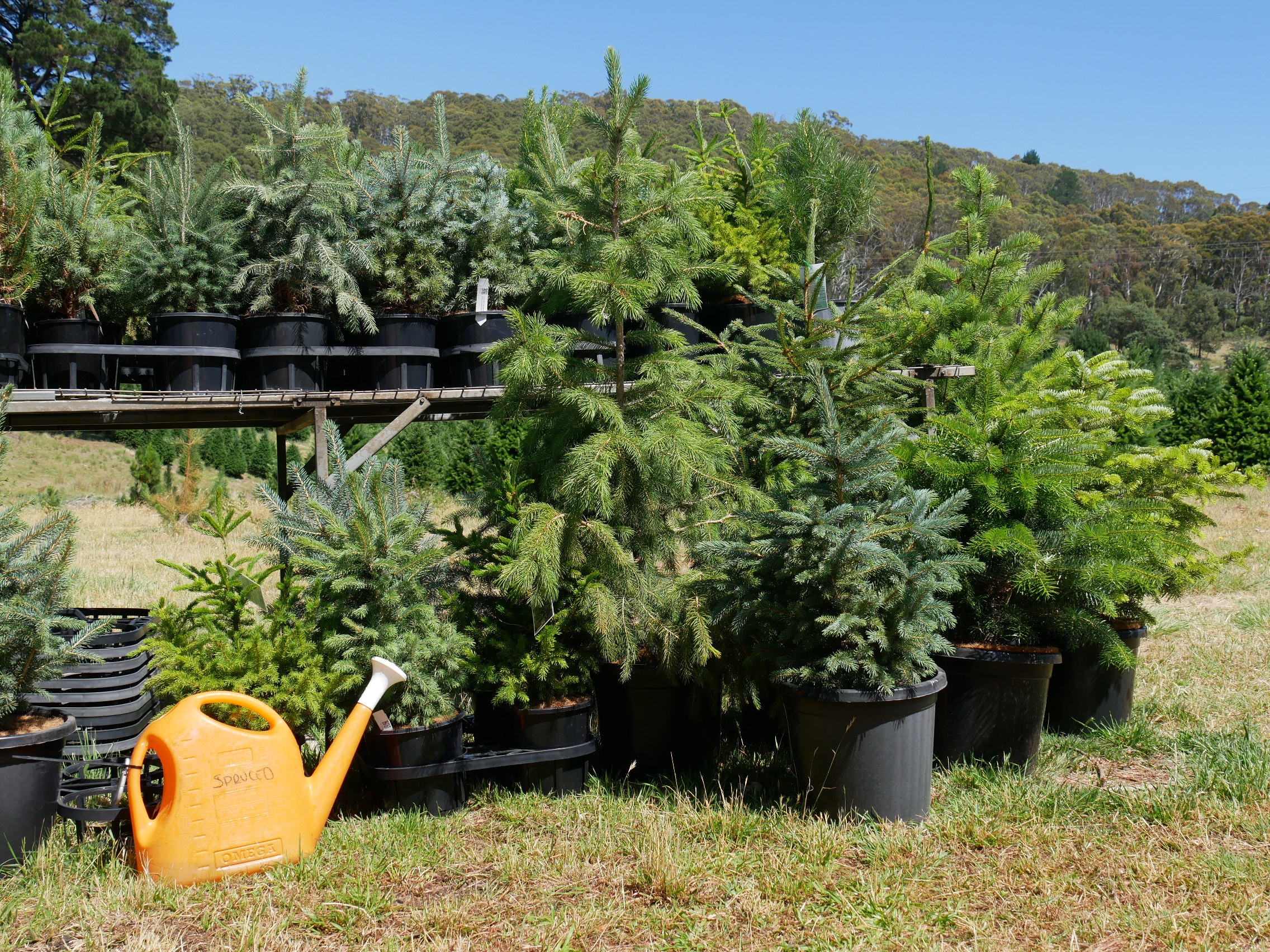 Duas prateleiras de diferentes variedades de árvores de Natal com regador. 