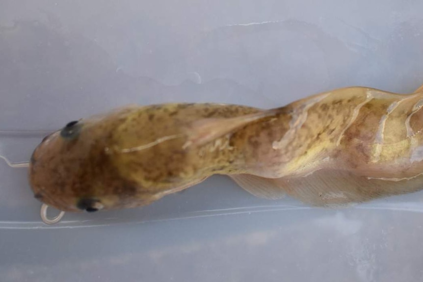 A number of fish at Murray Cod Hatcheries grew with twisted spines and suffered early deaths