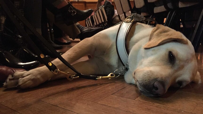 Guide dog resting on the floor.