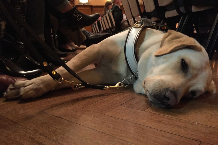 Guide dog resting on the floor.