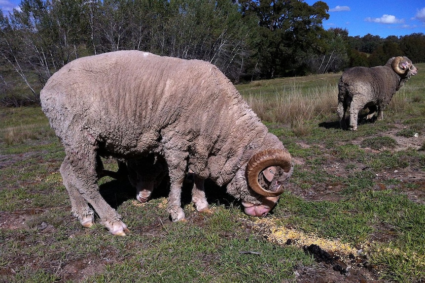 Superfine merino ram, Southern Tablelands NSW