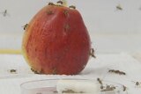 Fruit flies on an apple