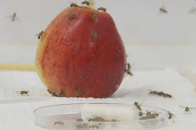 Citrus growers fear loss of fruit fly funding